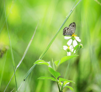 为什么会患上荨麻疹呢
