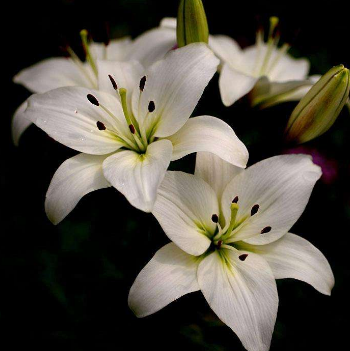 毛囊炎怎样造成的