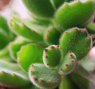 皮炎在脸部会有什么症状