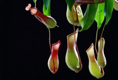 关于斑秃的基本知识