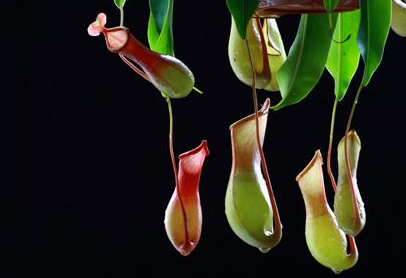 银屑病疾病有哪些明显特征