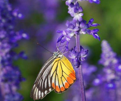 药物性皮炎的发病机制机理